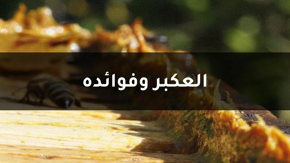 العكبر